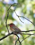 Summer Tanager immature 9720